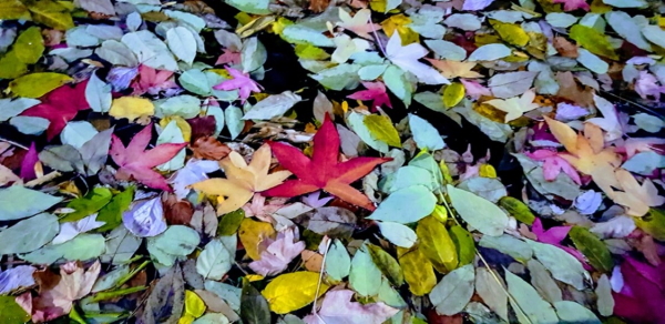 Leaves scattered across the floor - representing bad data management