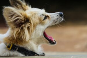 Dog barking