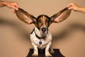 Dog with large ears being held up by two hands